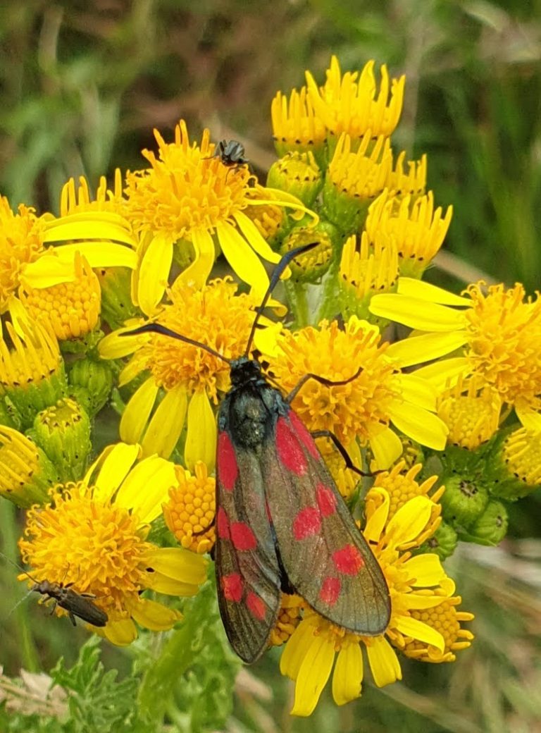 six spot burnet moth on yellow plant