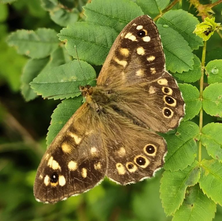 speckled wood butterfly on leaves