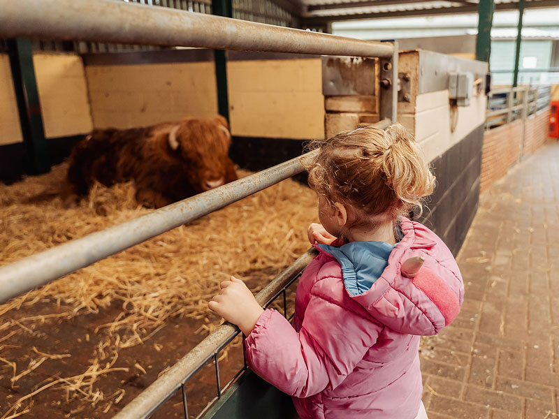 small girl in the children's barn with a highland cow