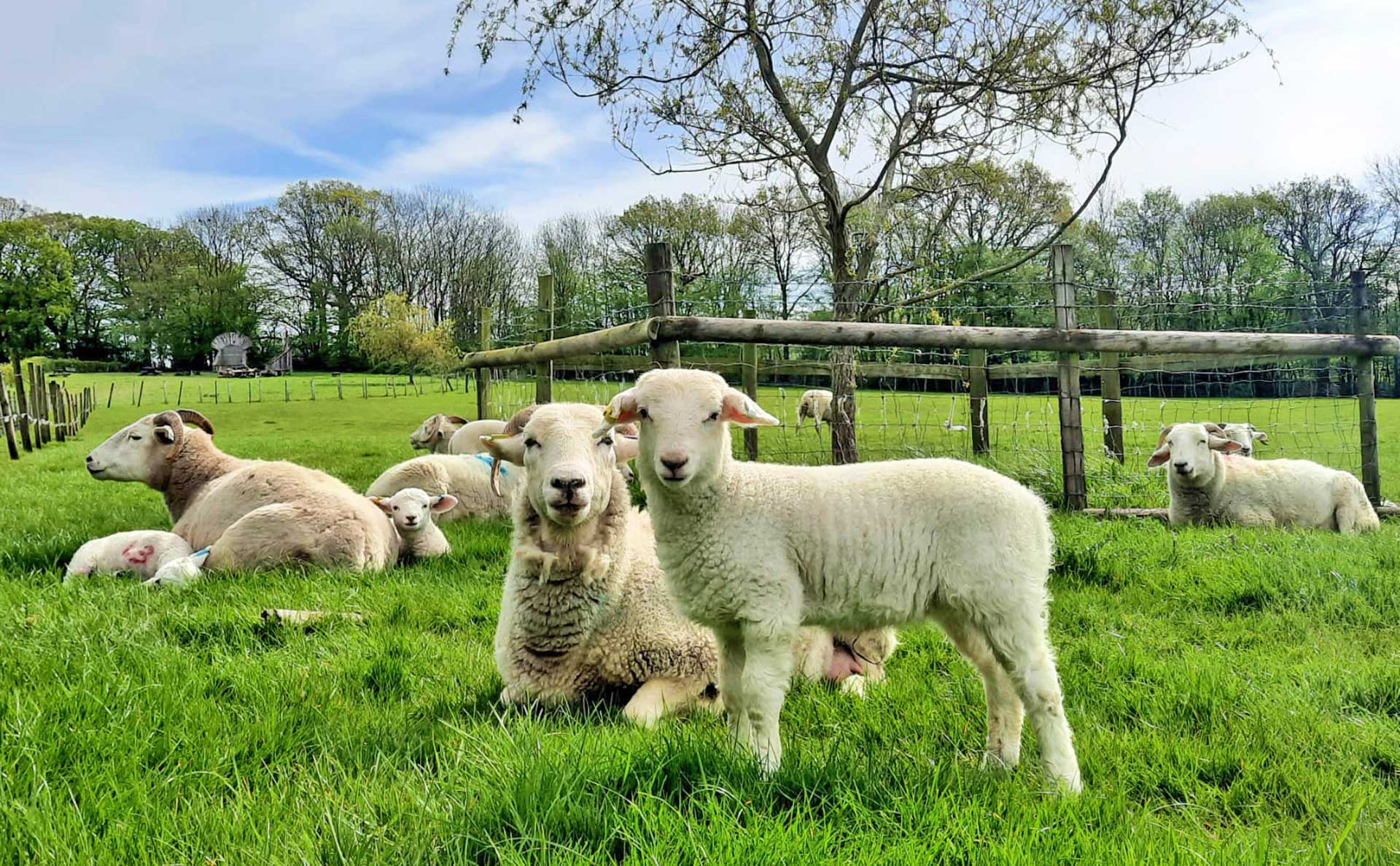 Lambs in spring