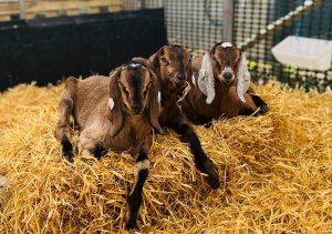 Ticket price Increase: 1st April 2026