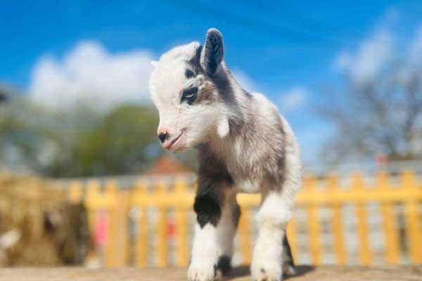 An adorable kid goat standing on a table