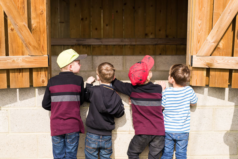 Four young boys looking into an animal enclosure on a farm