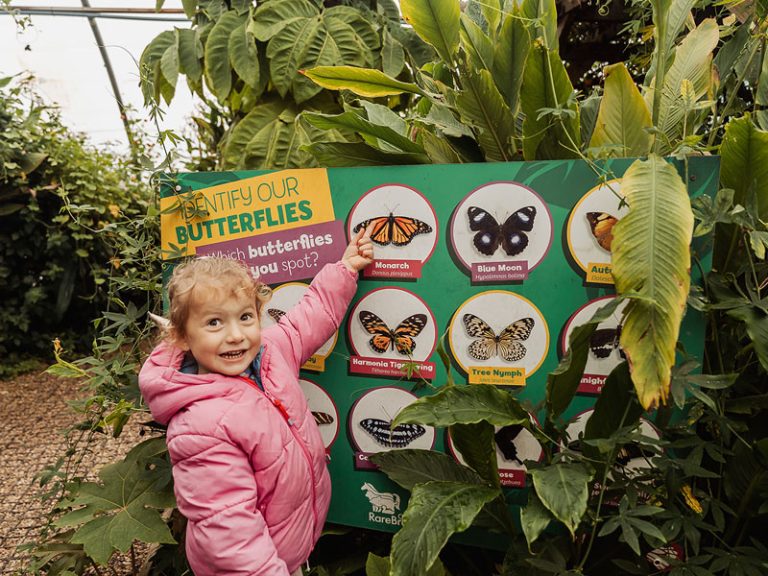 Little girl in the butterfly tunnel in front of a board identifying butterfly species