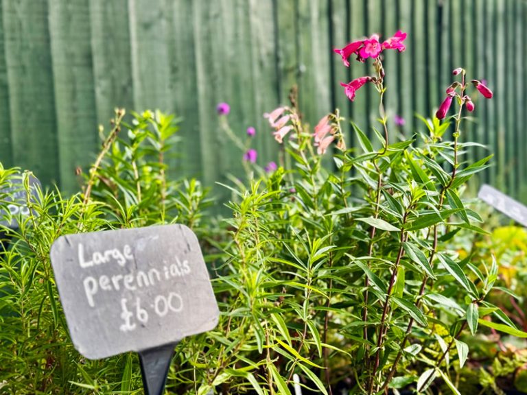 Gift shop plants for sale