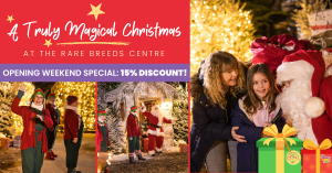 Black Friday Special Offer!