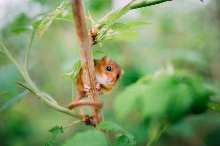 Dormouse