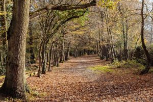 Autumn Conservation Update