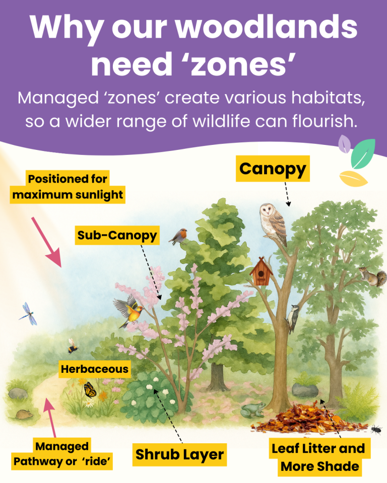 Woodland zones infographic