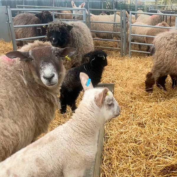 Sheep being filmed at the farm
