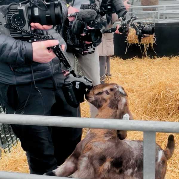 A goat looking at the cameras when Blue Peter visited the farm