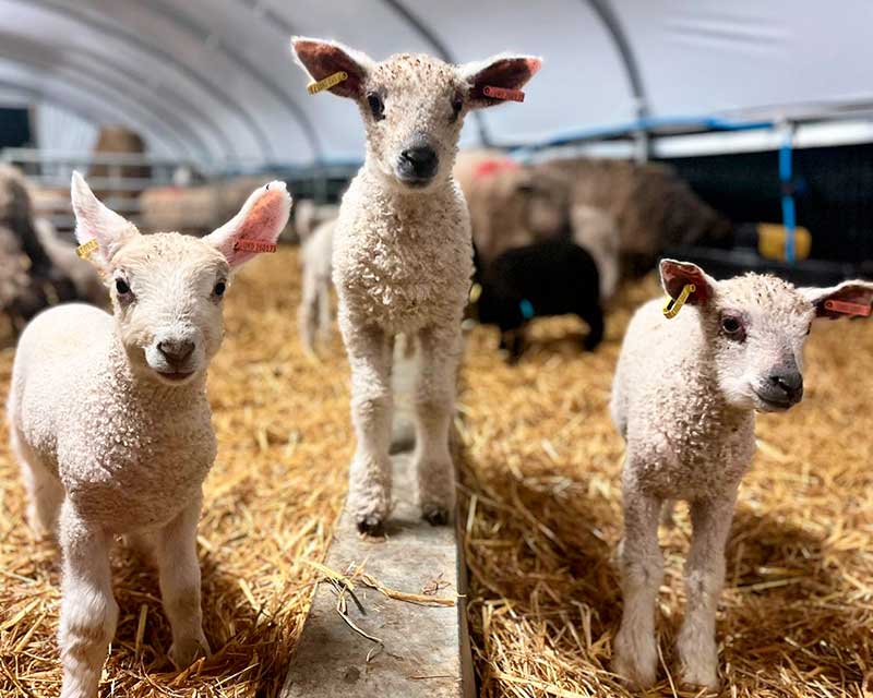 3 white lambs in the lambing tunnel