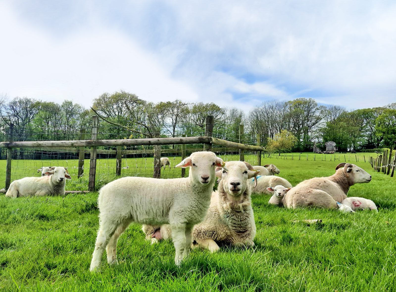 Woolly Weekend - sheep in field