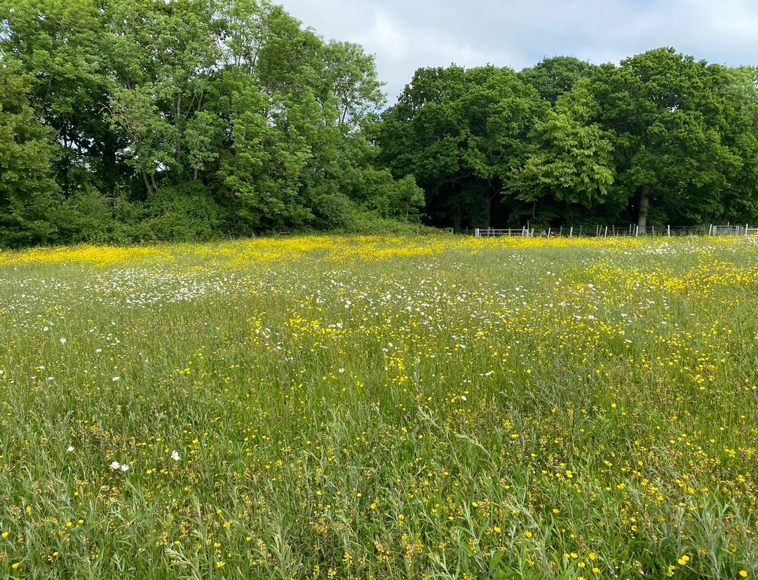 Parsley meadow - no-mow May