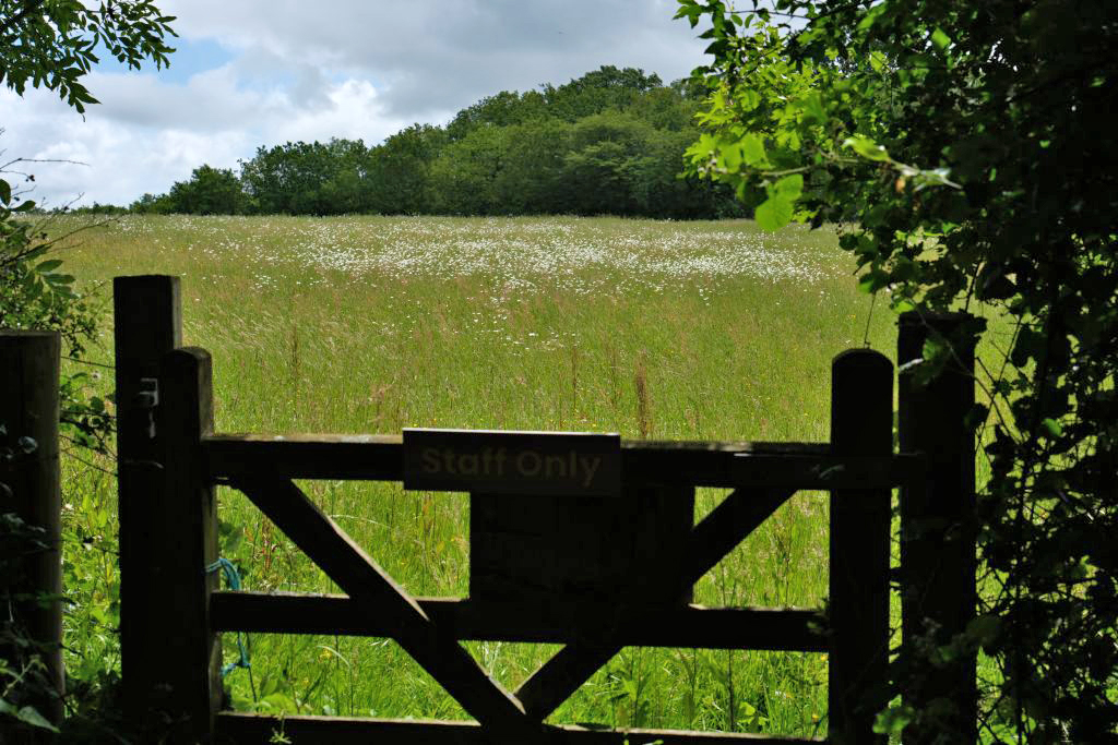 Parsley meadow