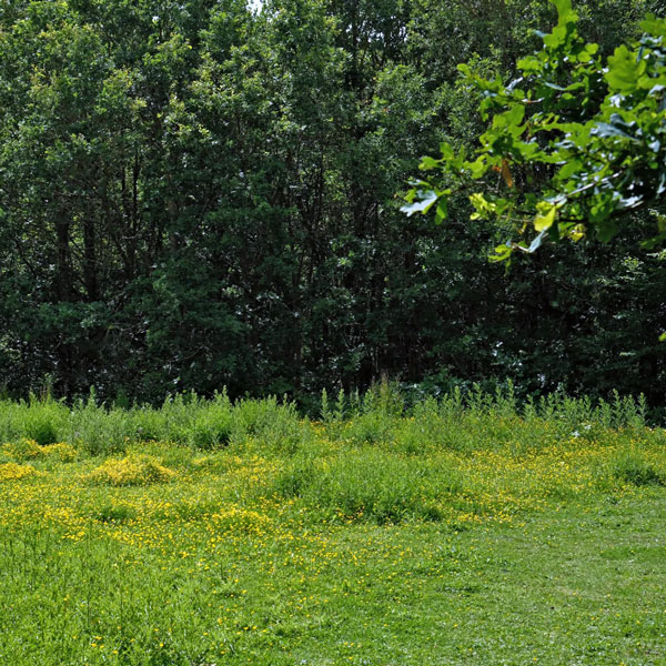 wild meadow