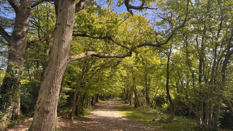 Woodland entrance at the Rare Breeds Centre