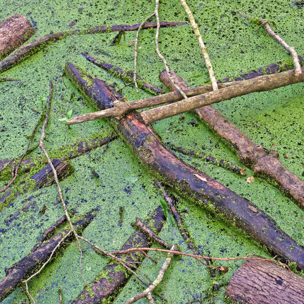 algae and branches in a pond
