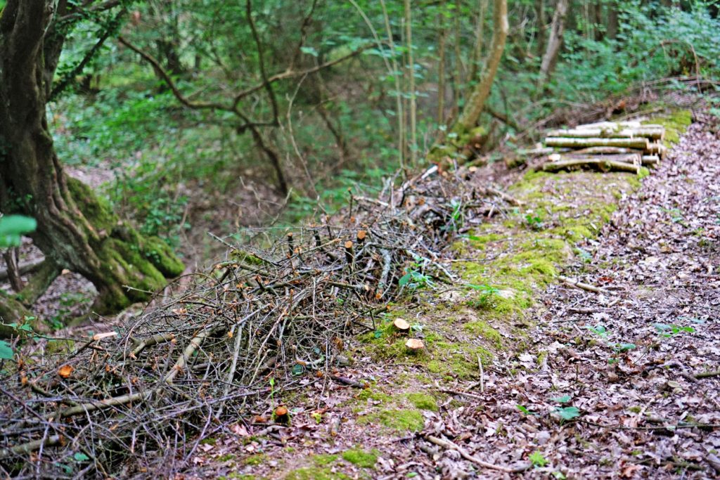 A dead hedge in a woodland