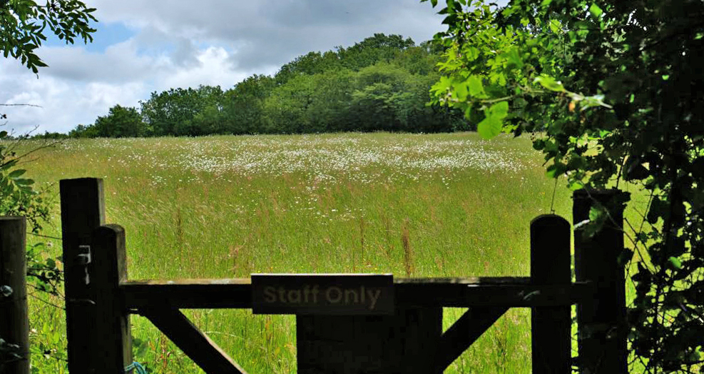 Parsley Meadow for World Environment Day