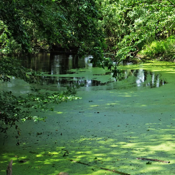 A pond in the woods