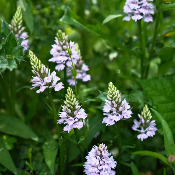 meadow wildflowers