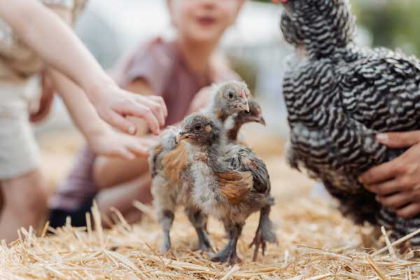 Children learning about chickens