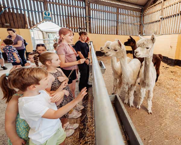 children learning about alpacas on the farm