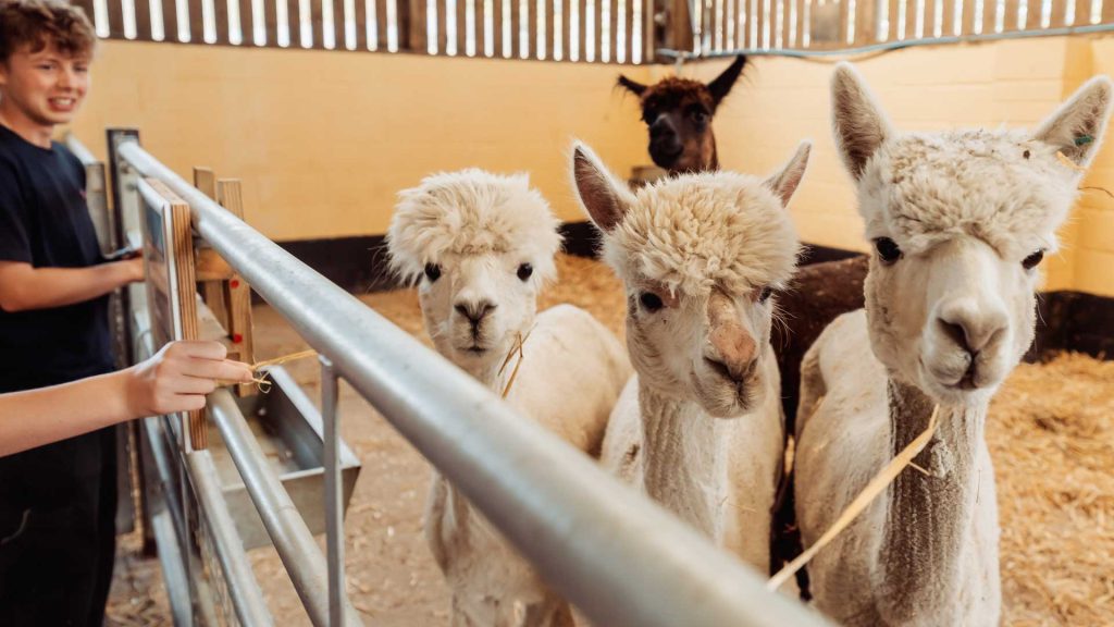 Alpacas in a barn