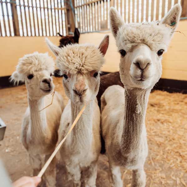 Alpacas on the farm