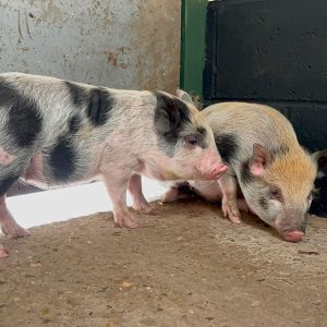 Kunekune pigs