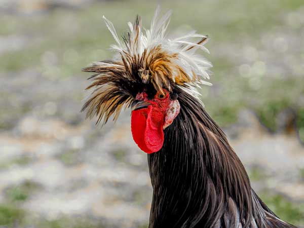 Polish chicken
