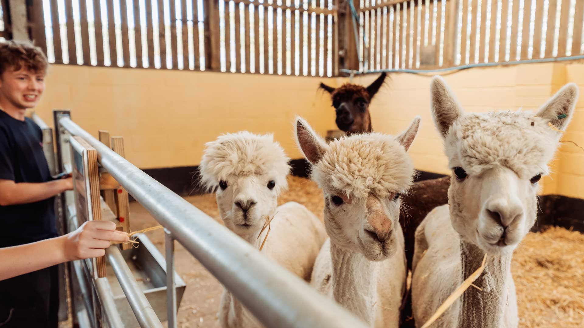 Meet the alpacas on the farm